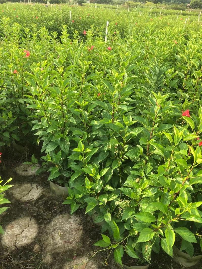 佛山三水大红花一手货源基地直销，开花绿植