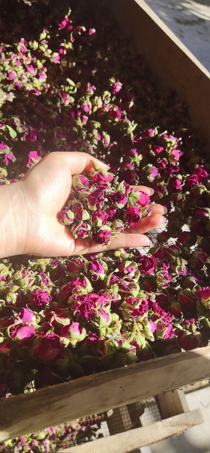 2021头采玫瑰花茶
