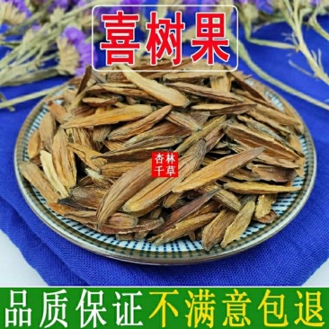 云南中药材喜树果千丈树水栗子天梓树包邮