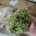 陕西商洛优质新品种金银花