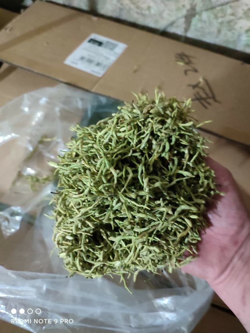 陕西商洛优质新品种金银花