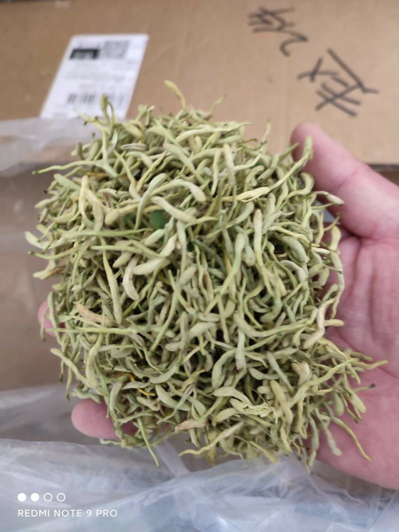 陕西商洛优质新品种金银花