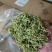 陕西商洛优质新品种金银花