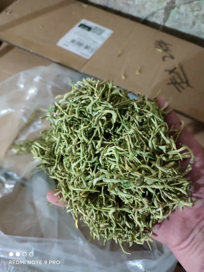 陕西商洛优质新品种金银花