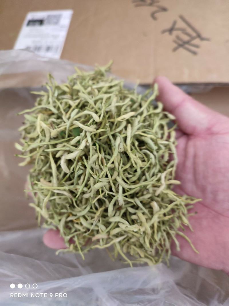 陕西商洛优质新品种金银花