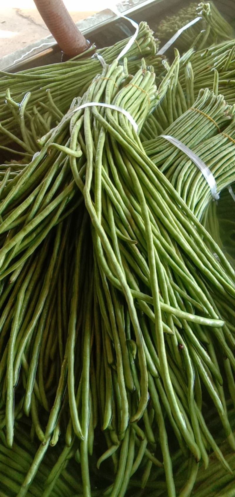 豆角大量上市，颜色翠绿，条形直溜，支持各种包装