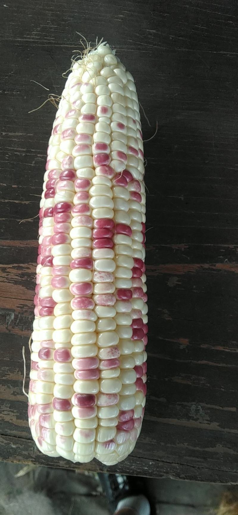安徽芜湖玉米大量上市，产地直发，精品，水果玉米，花玉米