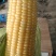 安徽芜湖玉米大量上市，产地直发，精品，水果玉米，花玉米
