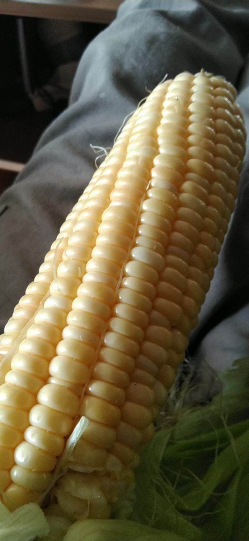 安徽芜湖玉米大量上市，产地直发，精品，水果玉米，花玉米