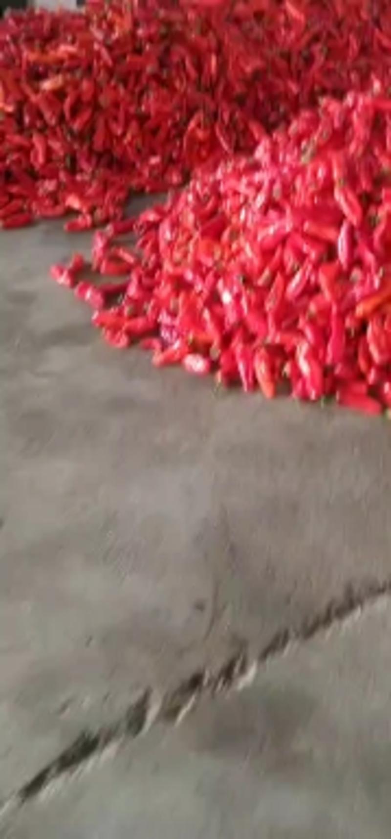 安徽芜湖精品红椒大量上市产地直发，精品红椒