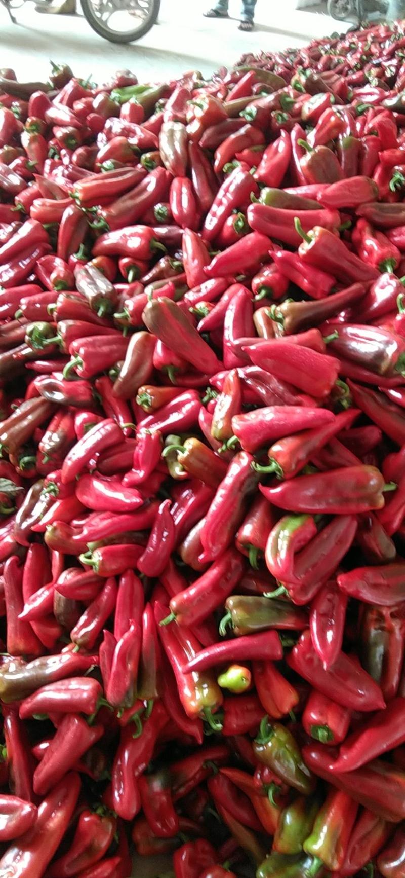 安徽芜湖精品红椒大量上市产地直发，精品红椒