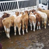 贵州高山散养牛西门塔尔小公牛小母牛土杂交牛黄牛肉牛等。
