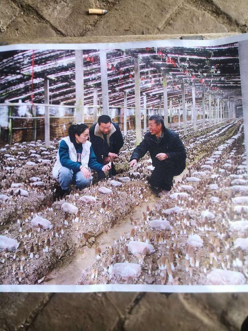 江苏徐州供应优质羊肚菌栽培种，10月生产栽培种，月底结束