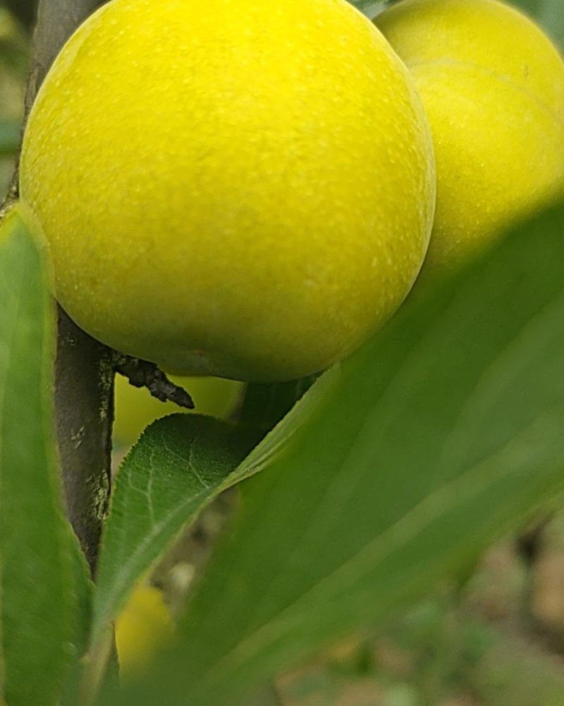 李子