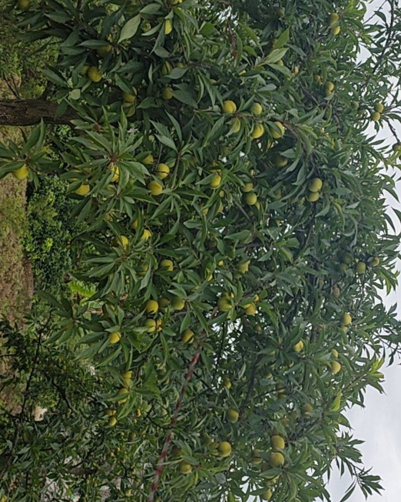 李子
