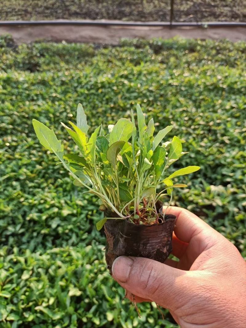 基地直销低价美丽月见草高品质月见草小杯苗