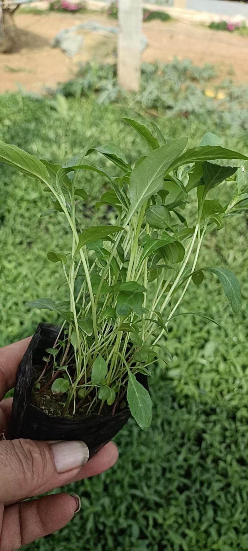 基地直销低价美丽月见草高品质月见草小杯苗