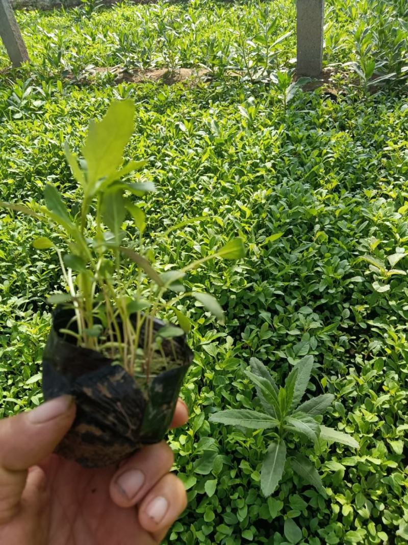 基地直销低价美丽月见草高品质月见草小杯苗