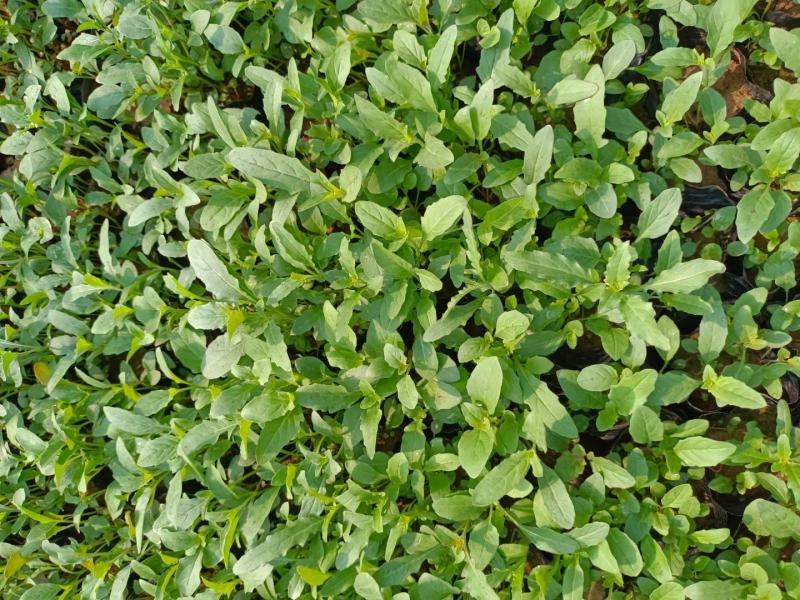 基地直销低价美丽月见草高品质月见草小杯苗