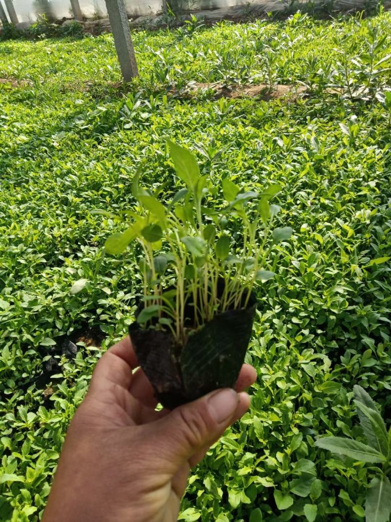 基地直销低价美丽月见草高品质月见草小杯苗