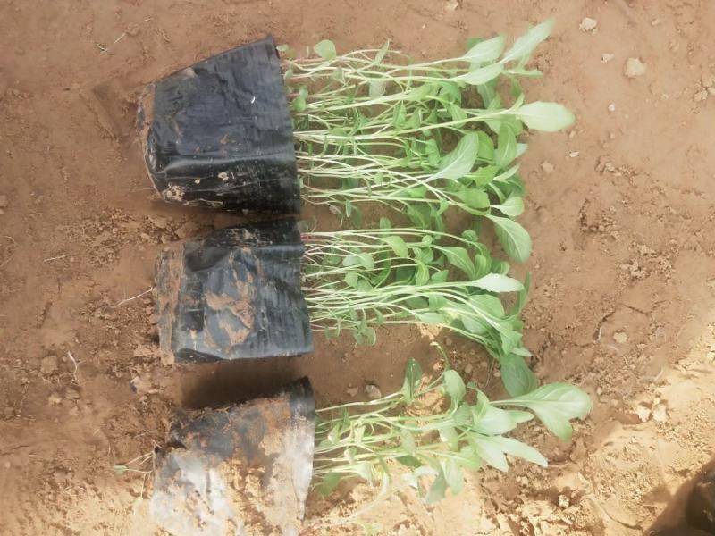 基地直销低价美丽月见草高品质月见草小杯苗