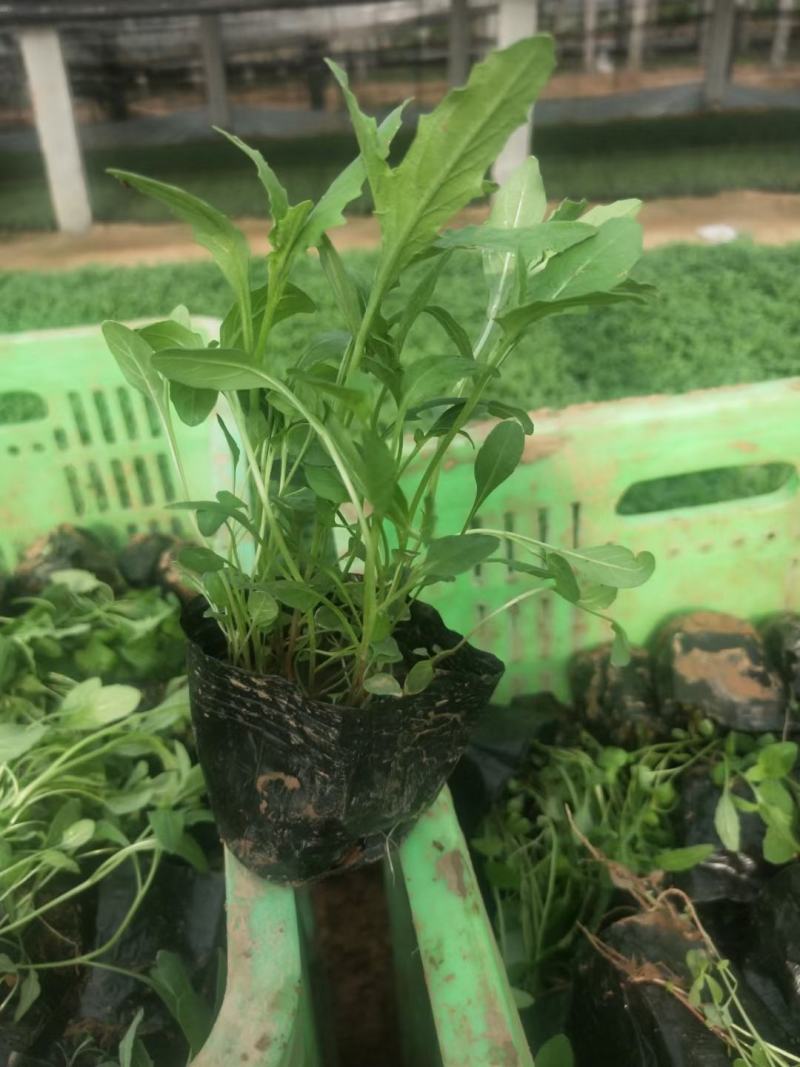 基地直销低价美丽月见草高品质月见草小杯苗