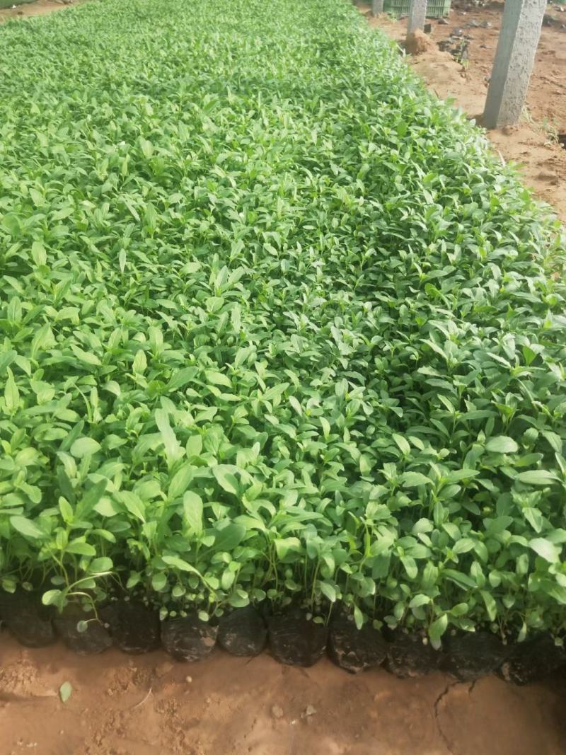 基地直销低价美丽月见草高品质月见草小杯苗