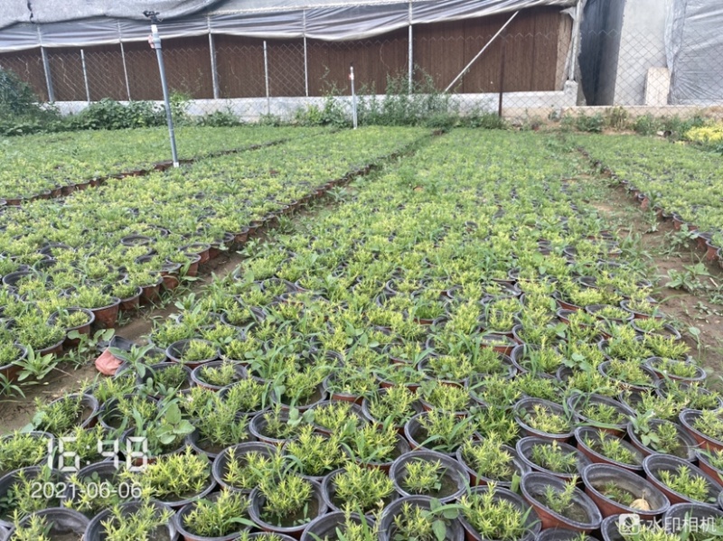 芝英福禄考达理尔花海用花可提供养殖技术