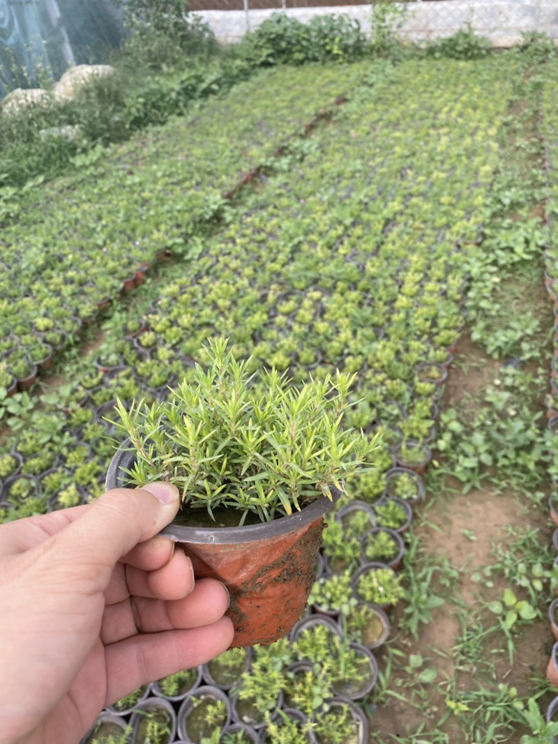 芝英福禄考达理尔花海用花可提供养殖技术