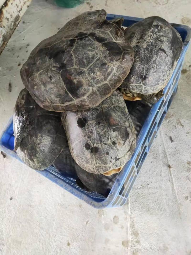 乌鳖，外塘十年老珍珠龟3斤几到6斤几，养殖基地直供。。