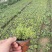 芝英丛生福禄考达理尔夏冬季长绿春秋季节地毯式开花