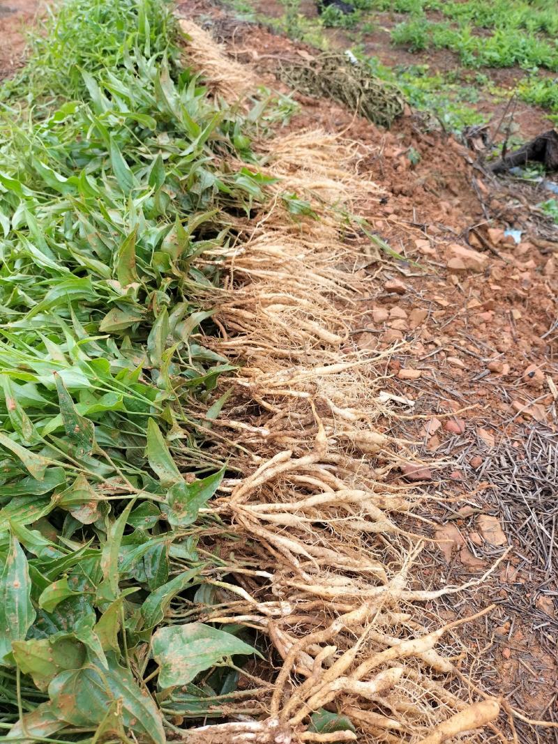 云南百部种苗露天苗基地直供技术指导诚信经营包成活