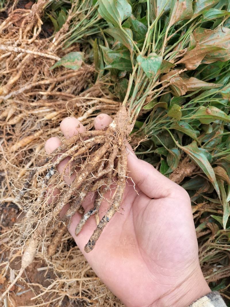 云南百部种苗露天苗基地直供技术指导诚信经营包成活