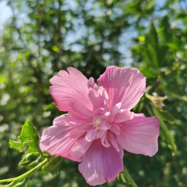 木槿丛生木槿郴州苗木基地大量供应各种绿化工程球形