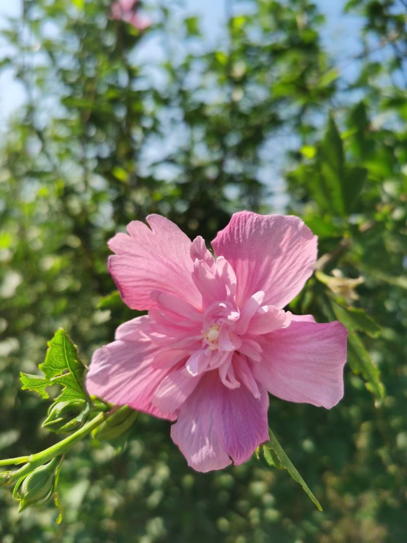 木槿丛生木槿郴州苗木基地大量供应各种绿化工程球形
