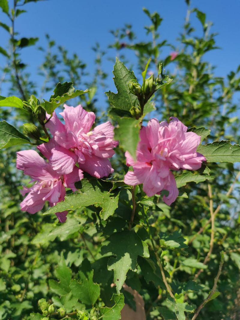 木槿丛生木槿郴州苗木基地大量供应各种绿化工程球形