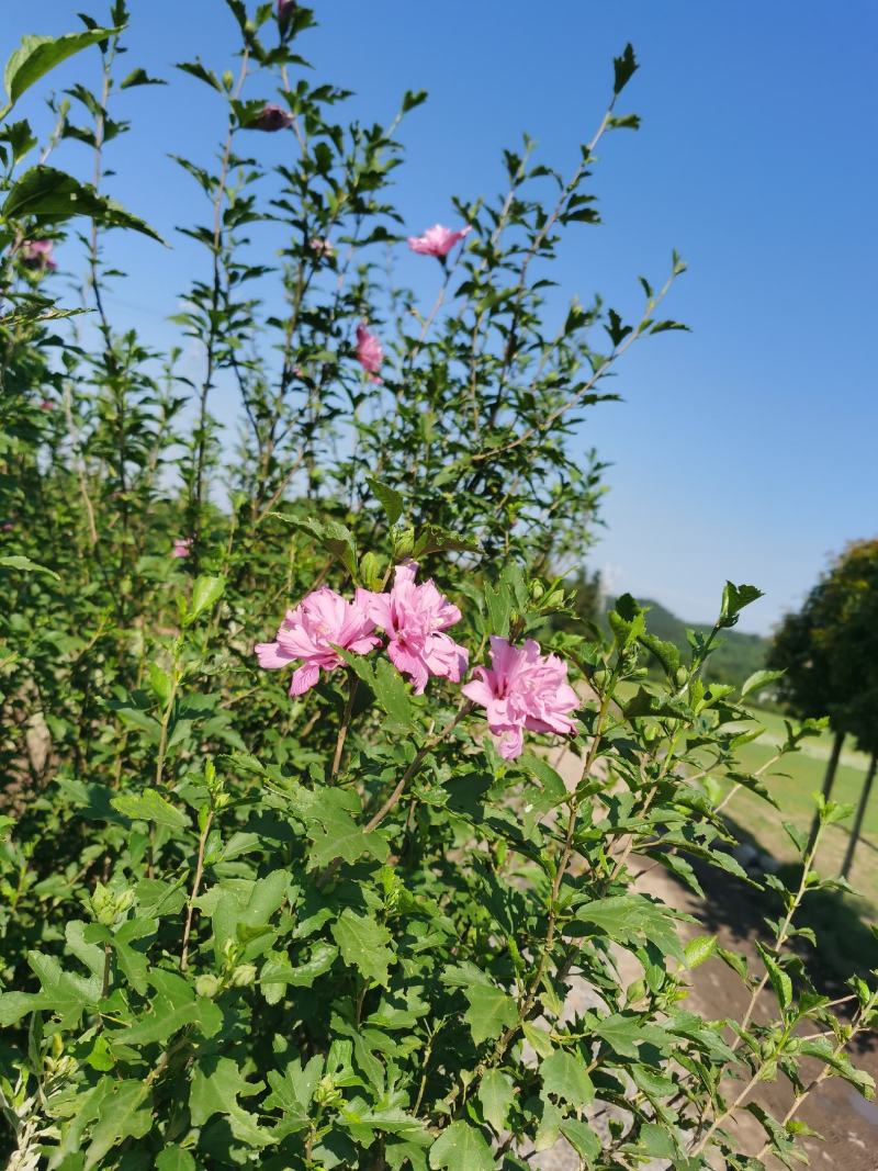 木槿丛生木槿郴州苗木基地大量供应各种绿化工程球形