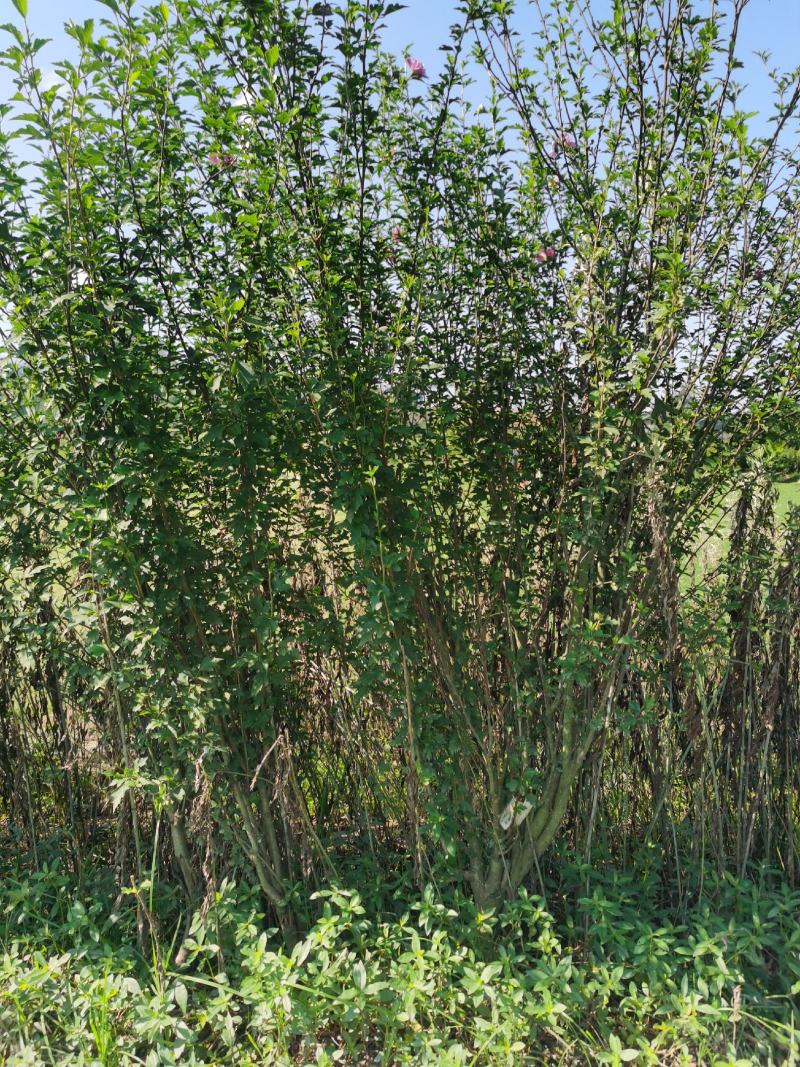木槿丛生木槿郴州苗木基地大量供应各种绿化工程球形