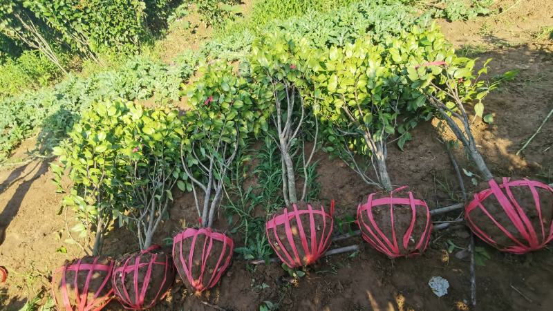 木槿丛生木槿郴州苗木基地大量供应各种绿化工程球形