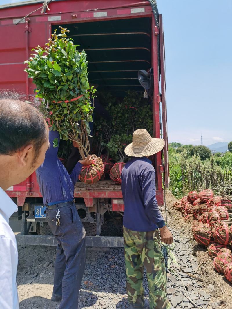 木槿丛生木槿郴州苗木基地大量供应各种绿化工程球形