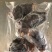 北极红参，红极参，整只切断，可贴牌，质量保证酒店流通团购