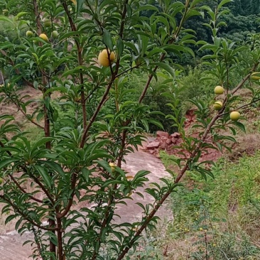 蜂蜂塘李