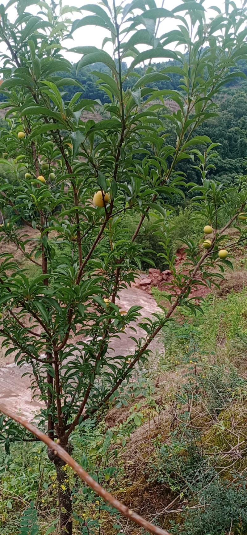 蜂蜂塘李