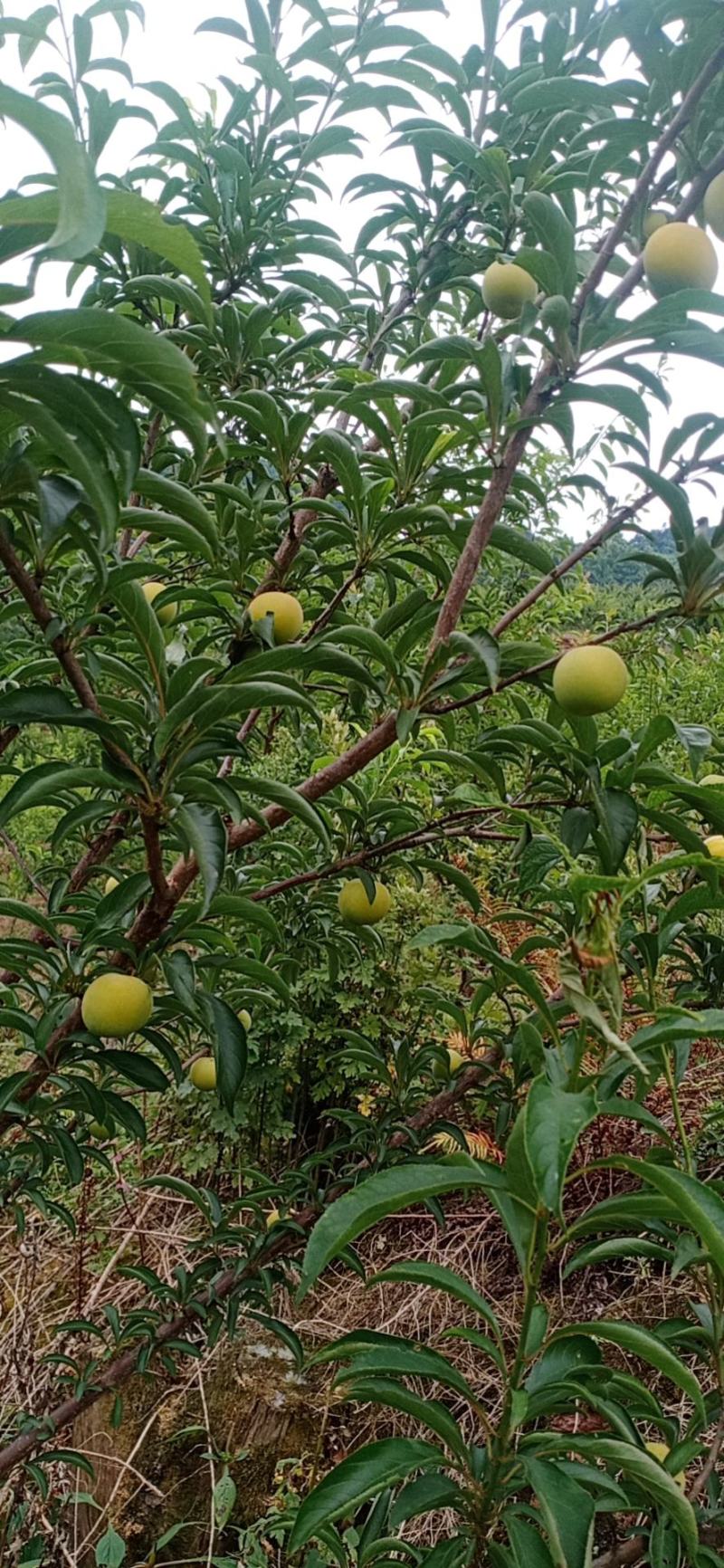 蜂蜂塘李