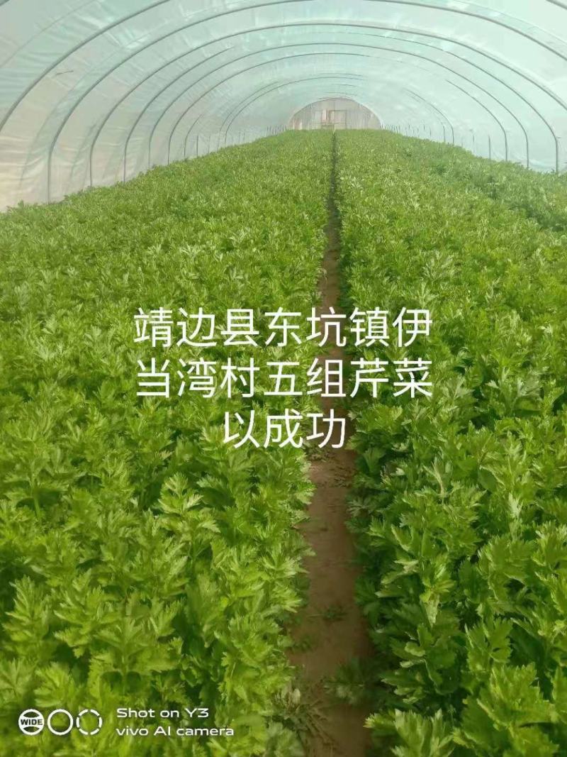 芹菜大量上市欢迎老板采购，提供专业的一条龙服务