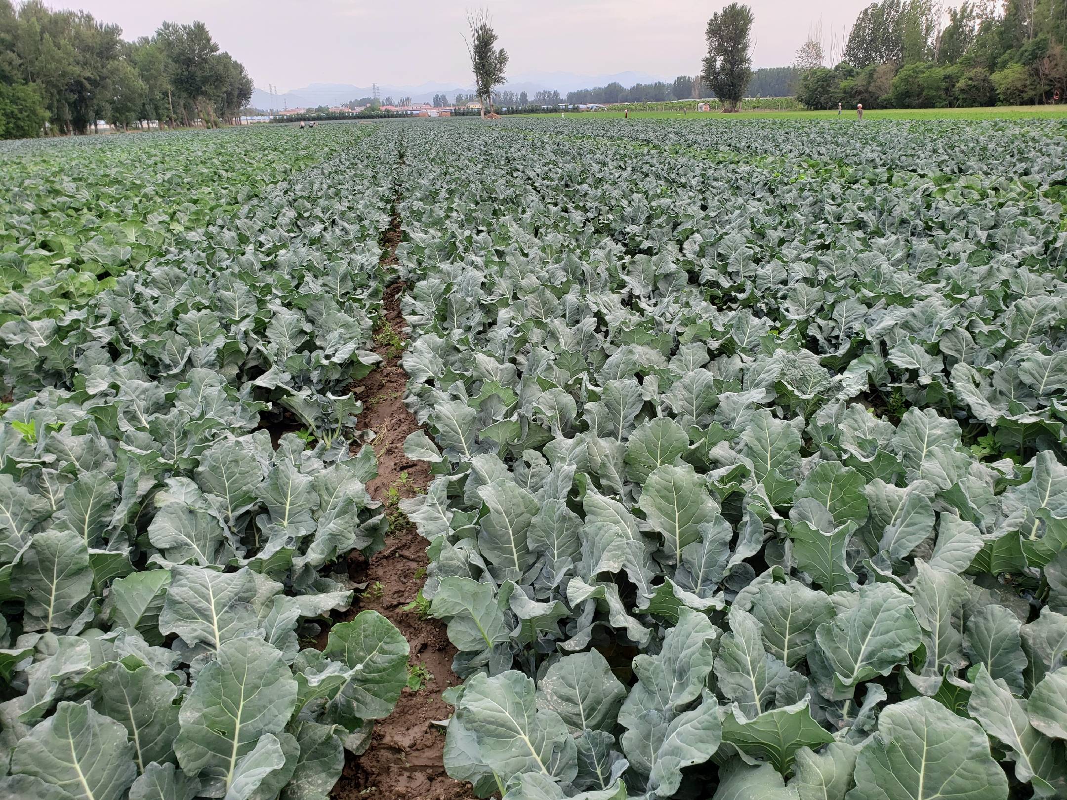 图中展示一家人围坐在餐桌前享用牛肉炒西兰花的温馨场景,背景为明亮厨房,突出健康家庭饮食氛围 牛肉与西兰花健康饮食场景图