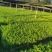 木槿丛生木槿郴州苗木基地大量供应各种绿化工程球形