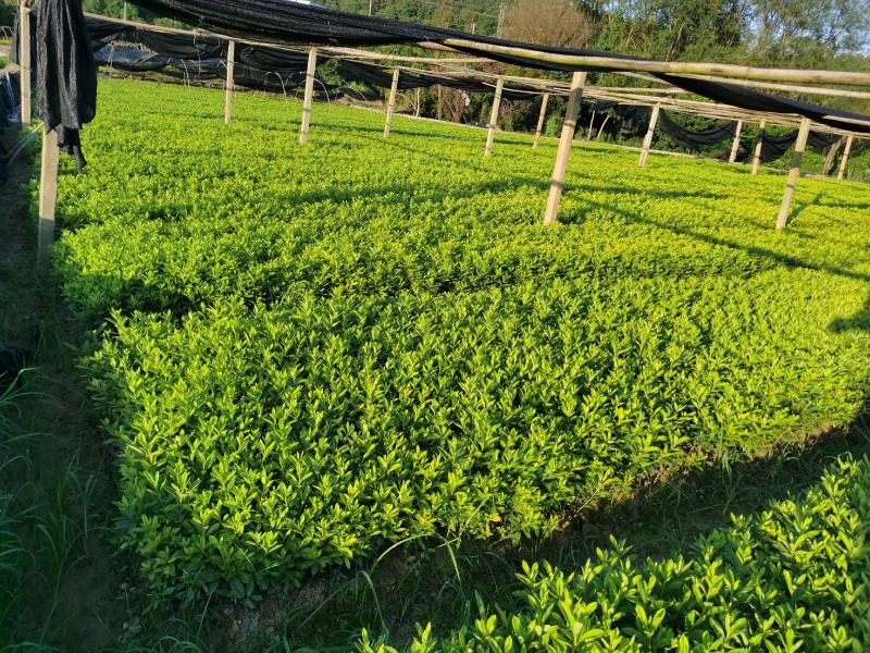 木槿丛生木槿郴州苗木基地大量供应各种绿化工程球形