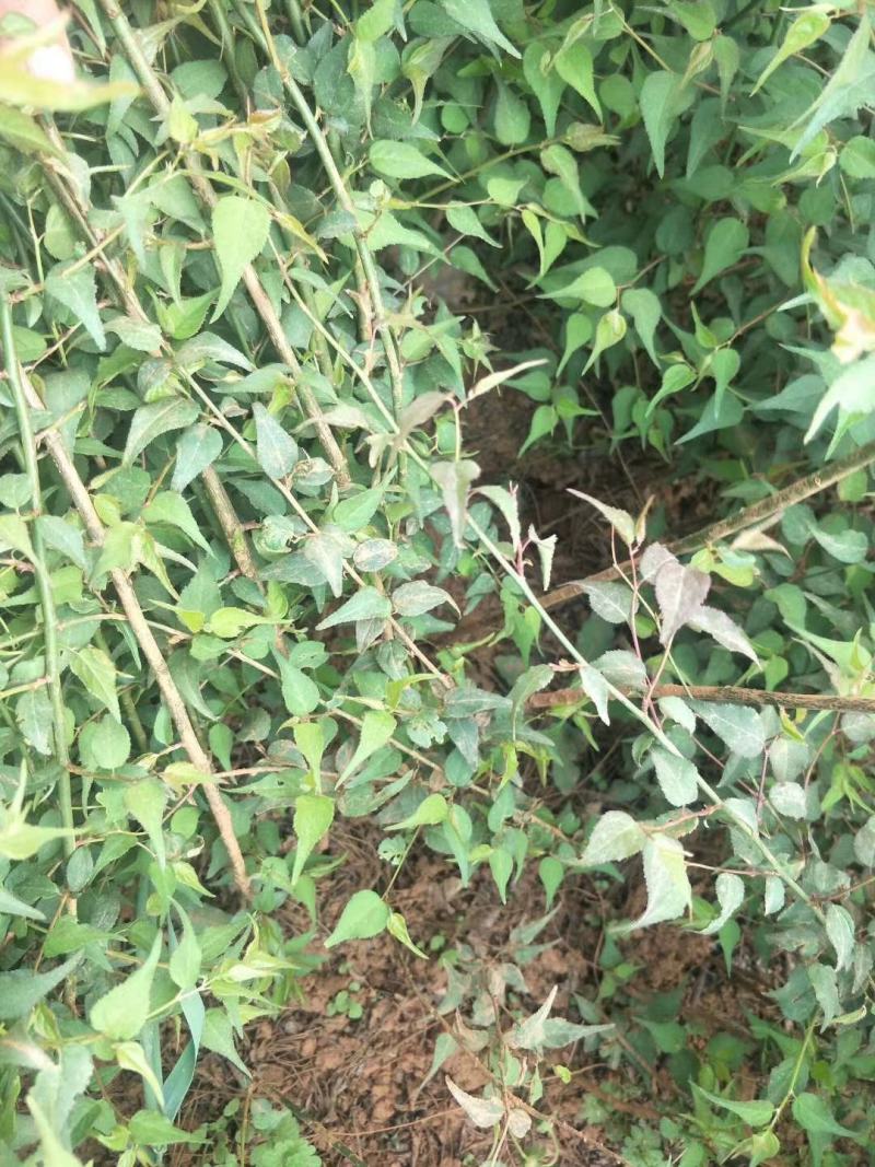 大量出售优质青梅苗一块钱一颗量大从优！欢迎订购咨询