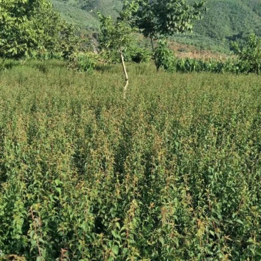 大量出售优质青梅苗一块钱一颗量大从优！欢迎订购咨询